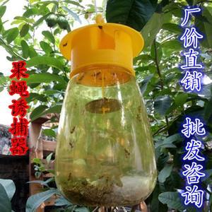 果蝇诱捕器